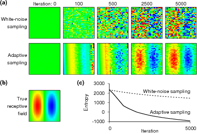 receptive field